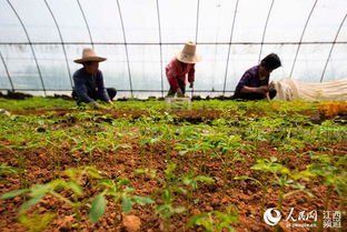 江西新余 清明時節移栽忙 圖